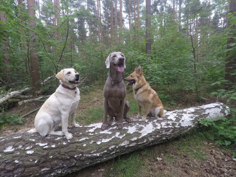 Foto aus der Goldpfoten Galerie