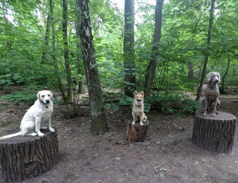 Foto aus der Goldpfoten Galerie