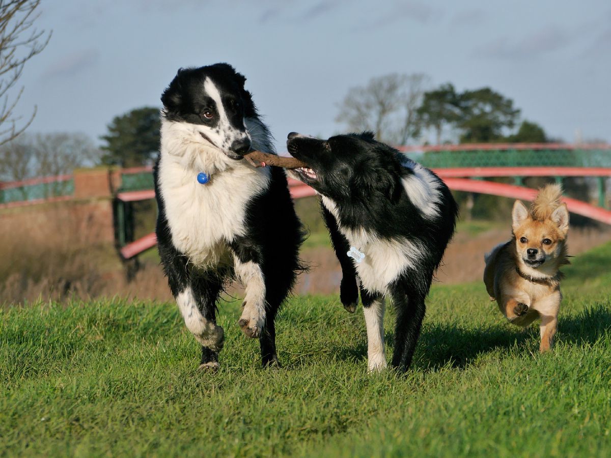 Zwei Hunde spielen in der Wiese