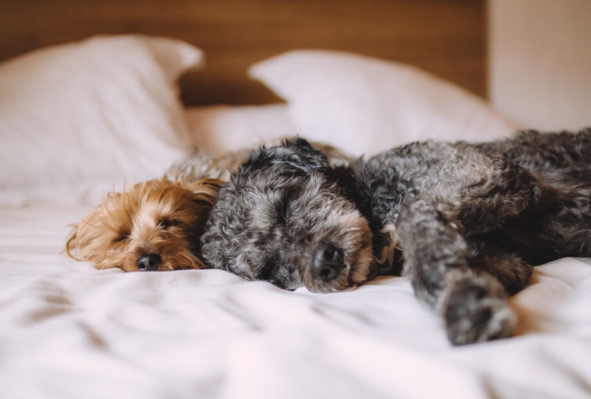 Zwei Hunde schlafen aneinandergekuschelt auf einem Bett