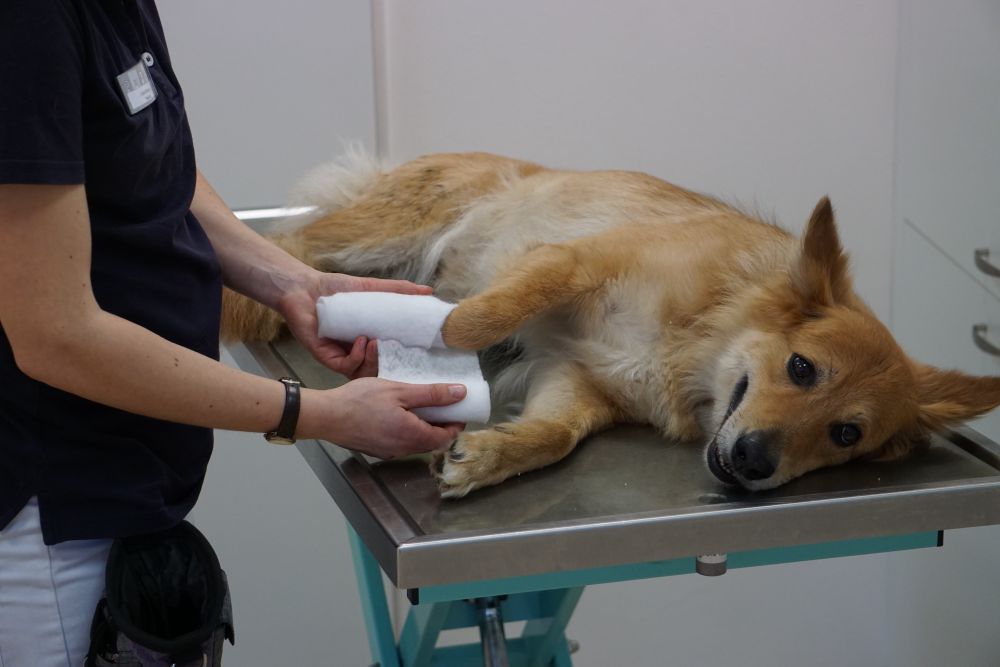 Hund auf dem Behandlungstisch — Medical Training