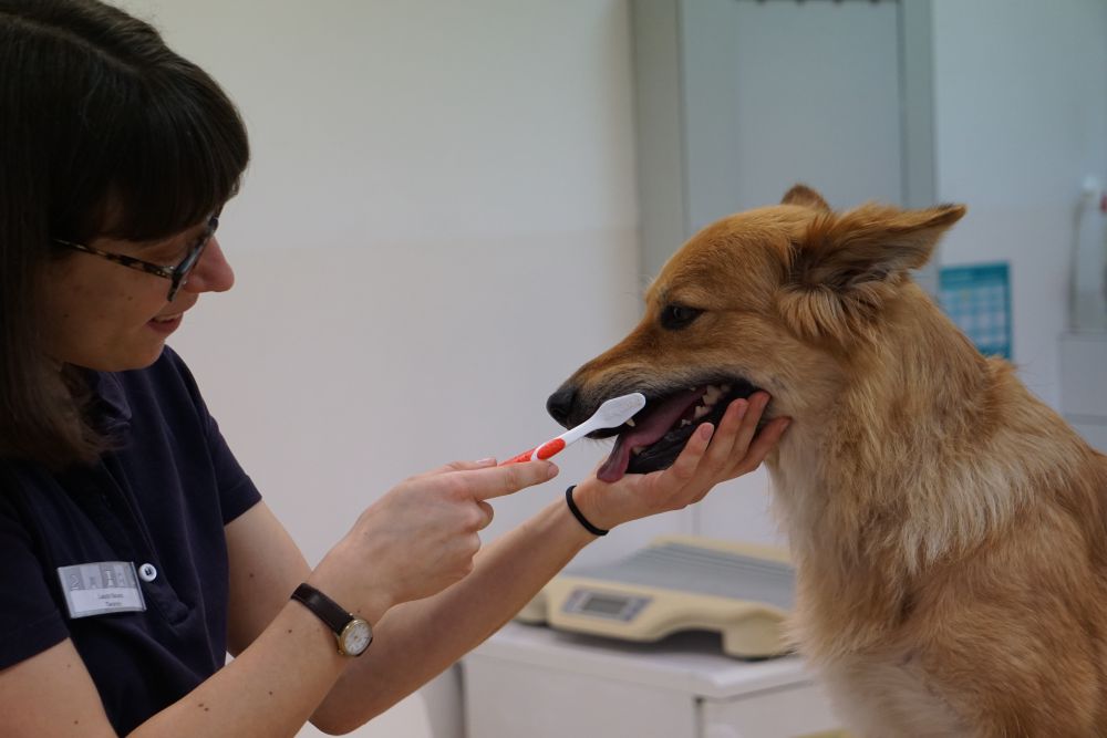 Zähneputzen beim Hund — Medical Training