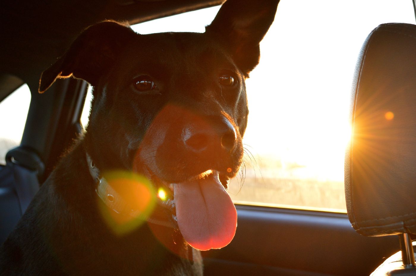 Ein Hund schaut aus einem Auto