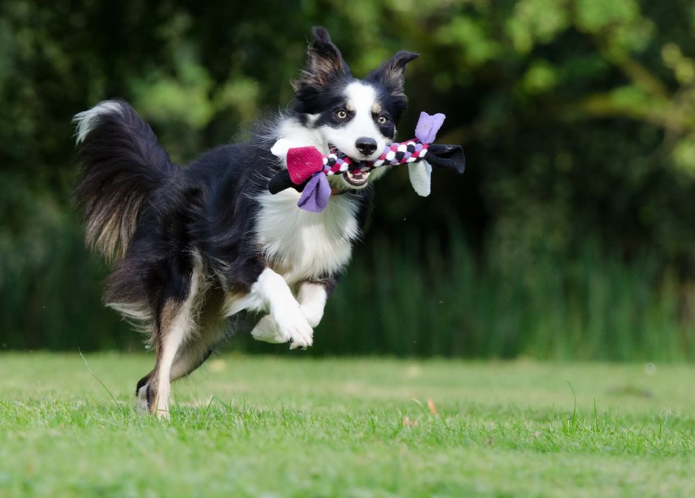 Border Collie springt mit Spielzeug im Maul